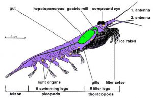 Crustacean Body Structure