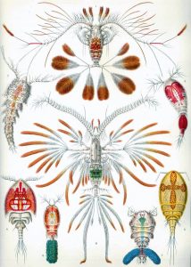 Crustacean Haeckel Copepoda