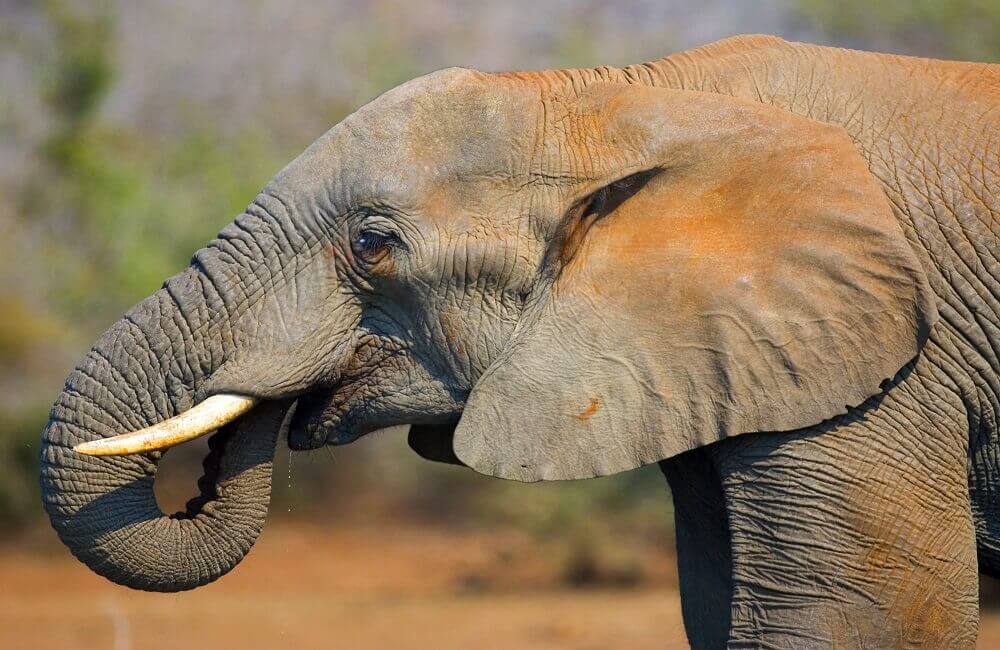 African Elephants endangered