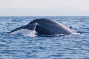 Why are blue whales endangered