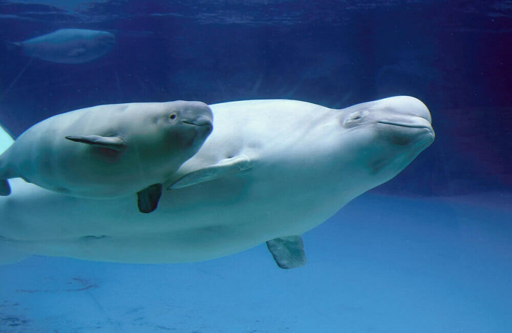 are beluga whales endangered