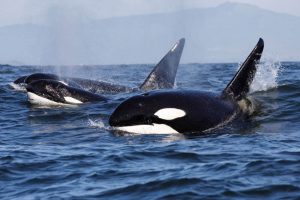 are orcas endangered