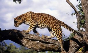 Are amur leopards endangered