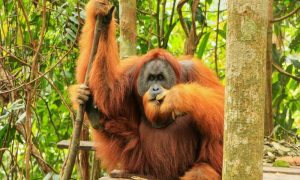 Are orangutans endangered
