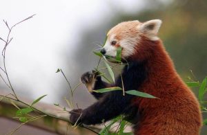 Red Pandas endangered
