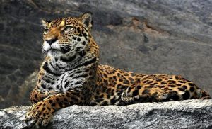 Why are amur leopards endangered
