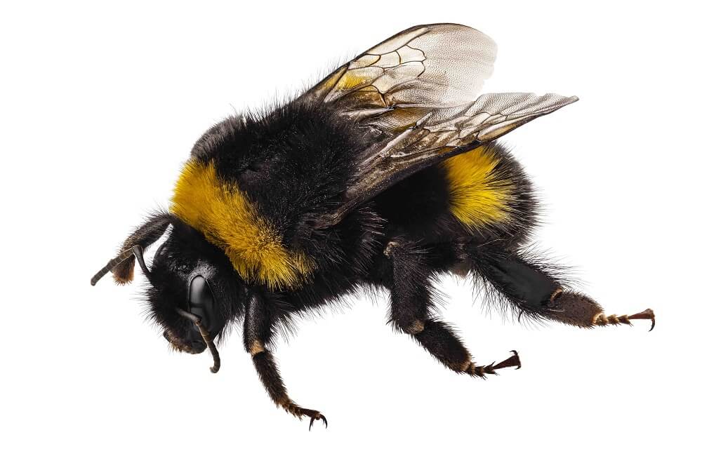 Why are bumblebees endangered