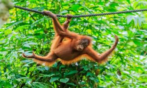 Why are orangutans endangered