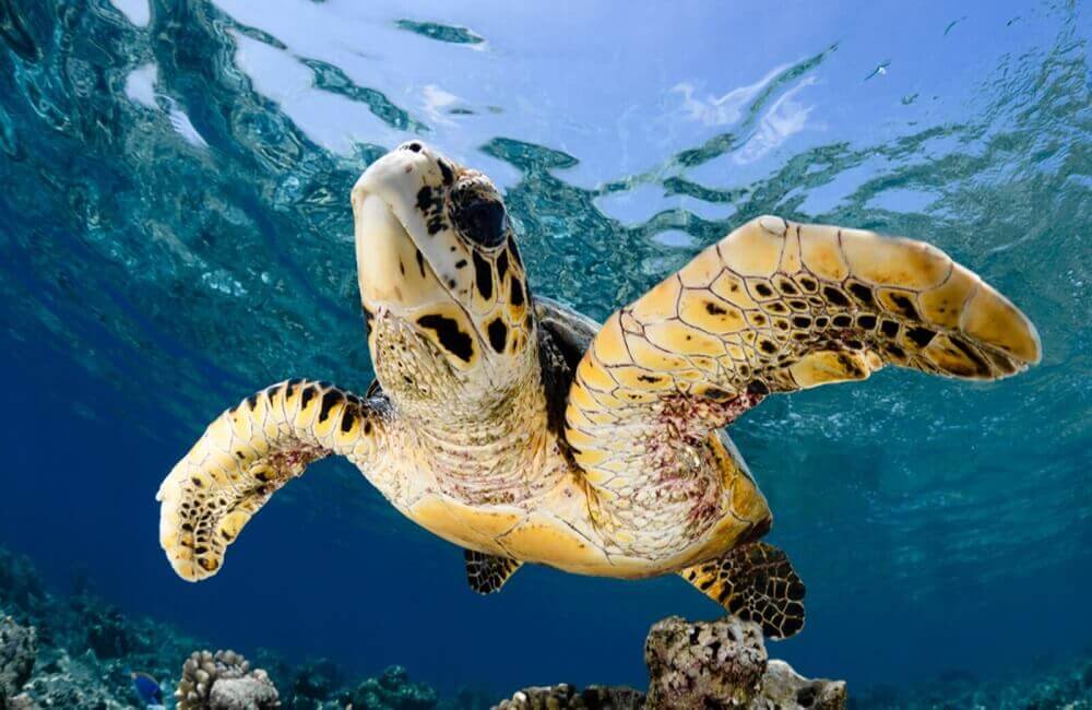Why are sea turtles endangered