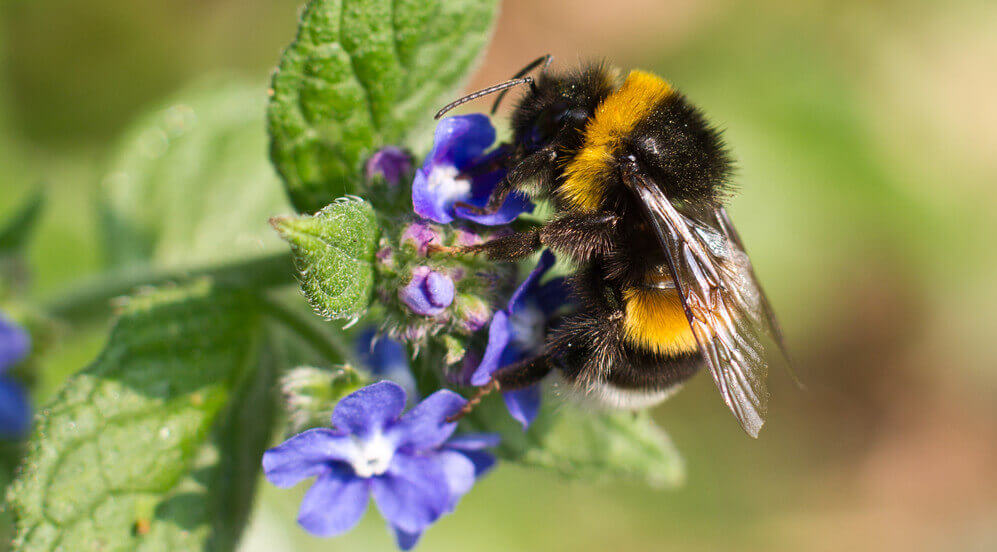 are bumblebees endangered