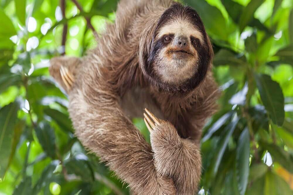 Why are sloths endangered